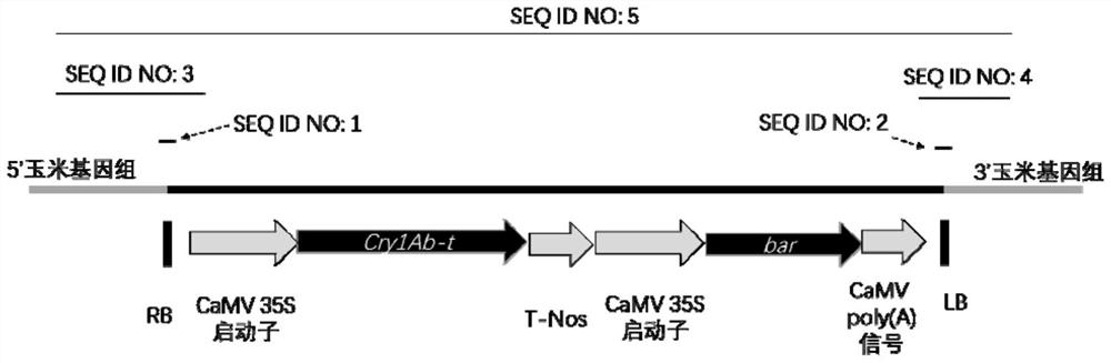 Nucleic acid molecules from maize event ca09328 and methods for their detection