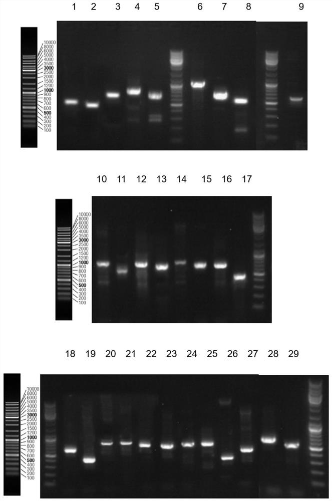 Nucleic acid molecules from maize event ca09328 and methods for their detection