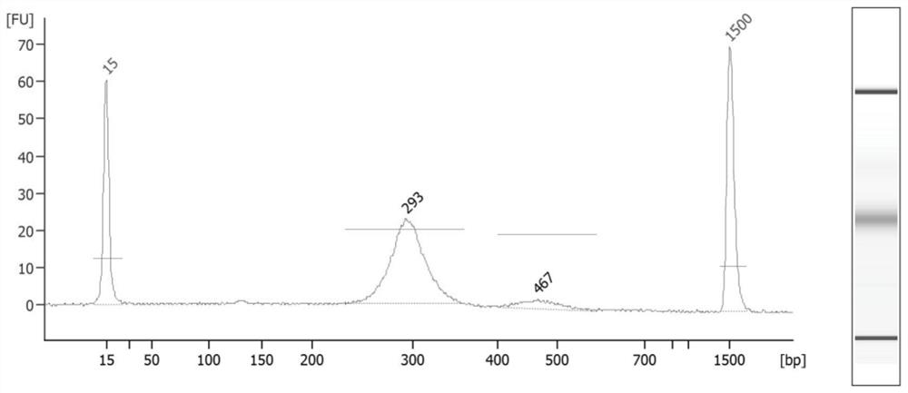 A system for determining the haplotype of the fetal alpha thalassemia gene