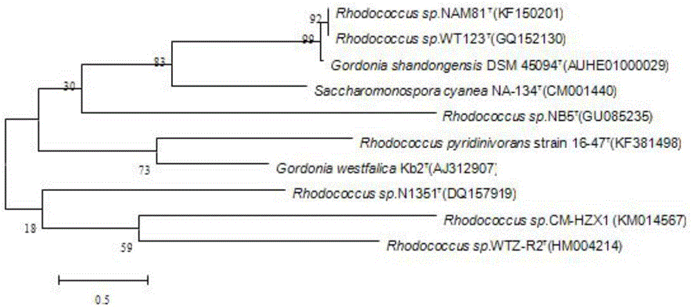 Rhodococcus sp. strain and application thereof