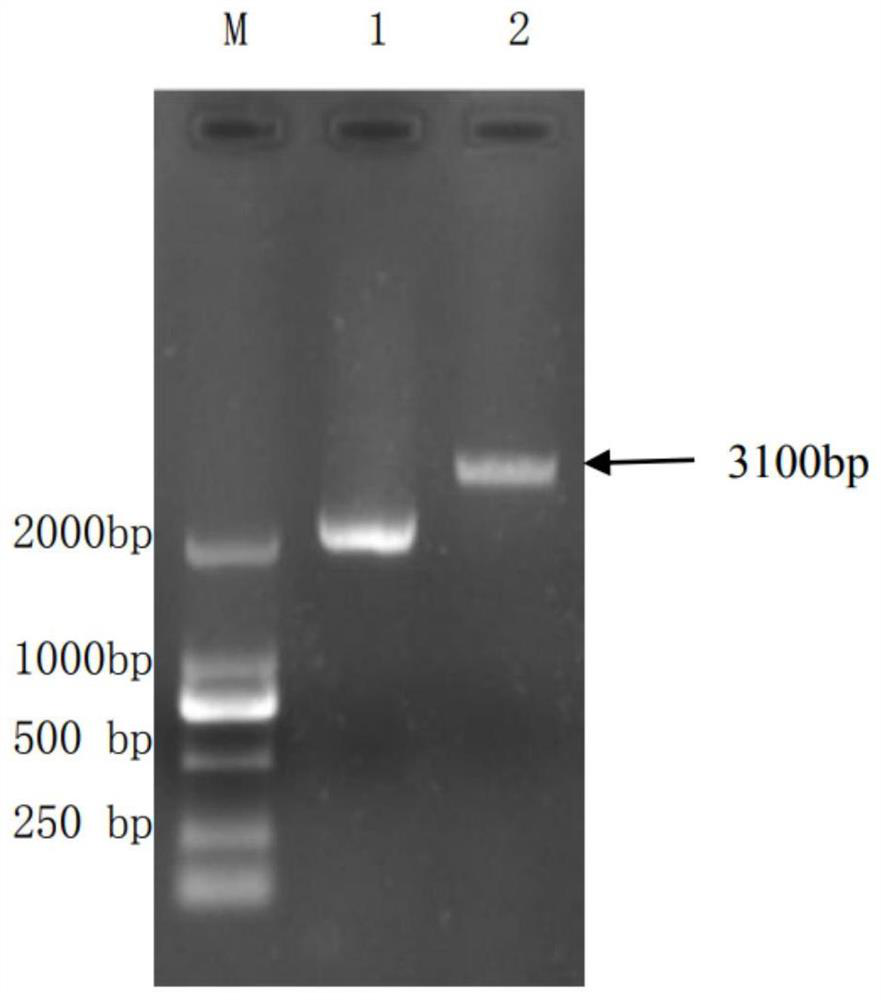 A kind of production method and application of recombinant small RNA