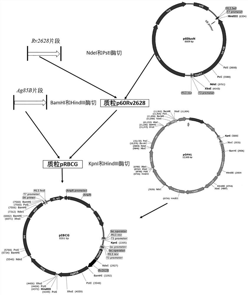 A kind of construction method and application of recombinant drug-resistant bcg strain