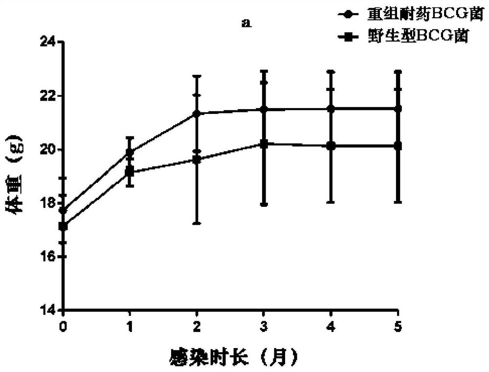 A kind of construction method and application of recombinant drug-resistant bcg strain