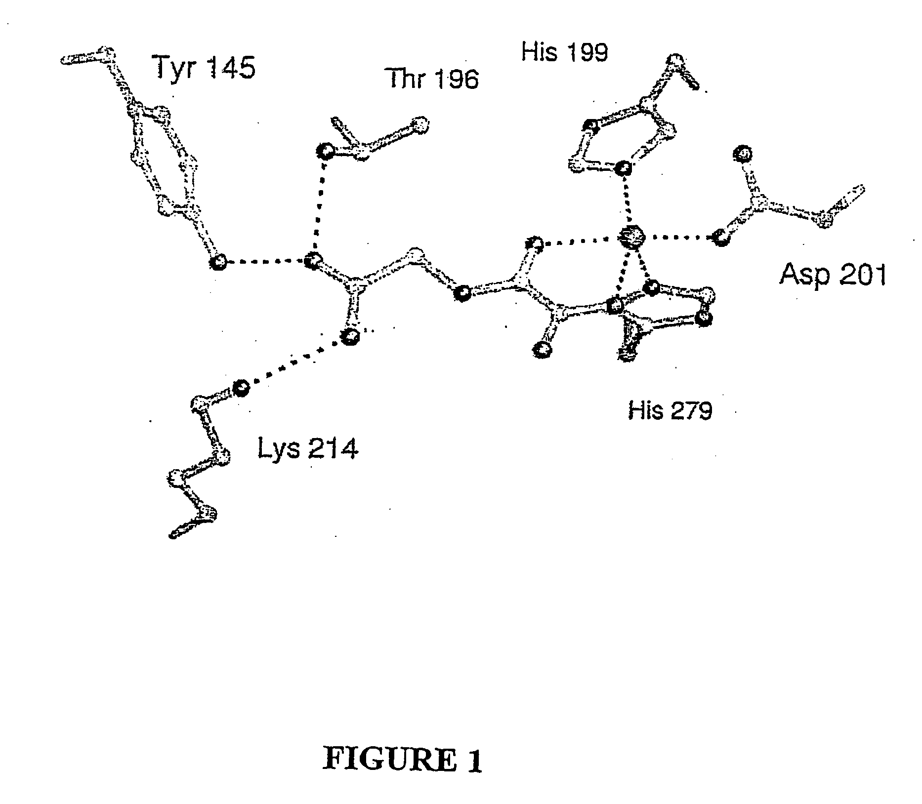 Hydroxylases and modulators thereof