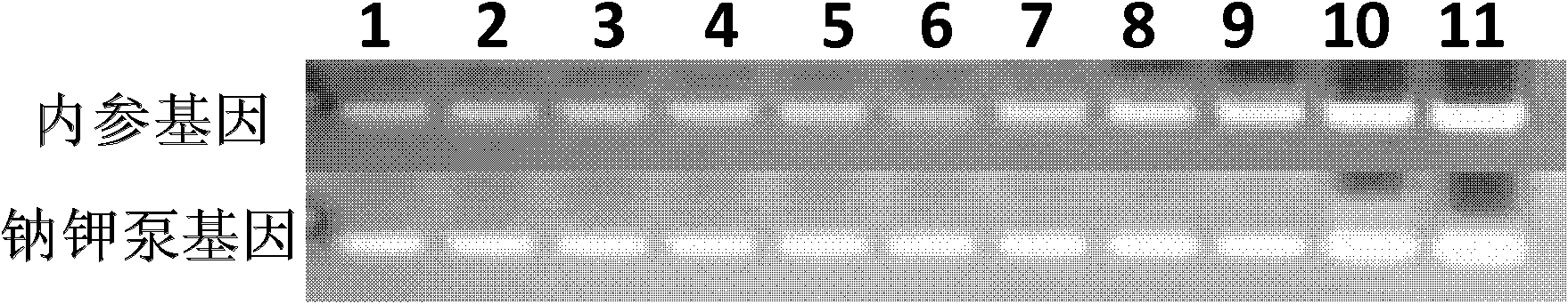 Gobiocypris rarus alpha type Na+/K+-ATPase, and encoding gene and application thereof