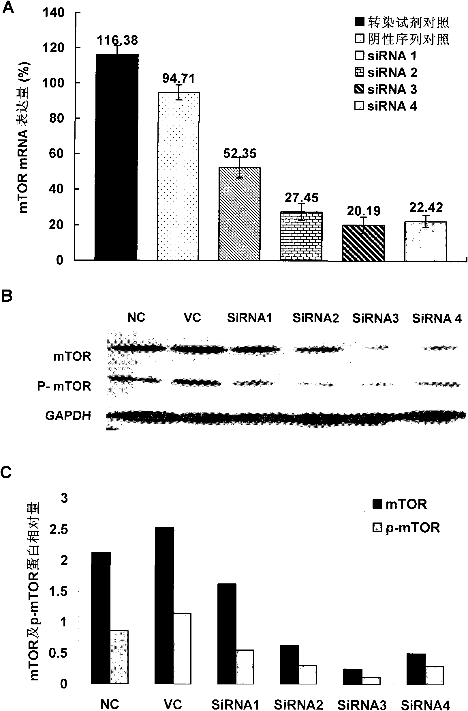 Application of small interfering RNA in preparing medicament for treating colon cancer