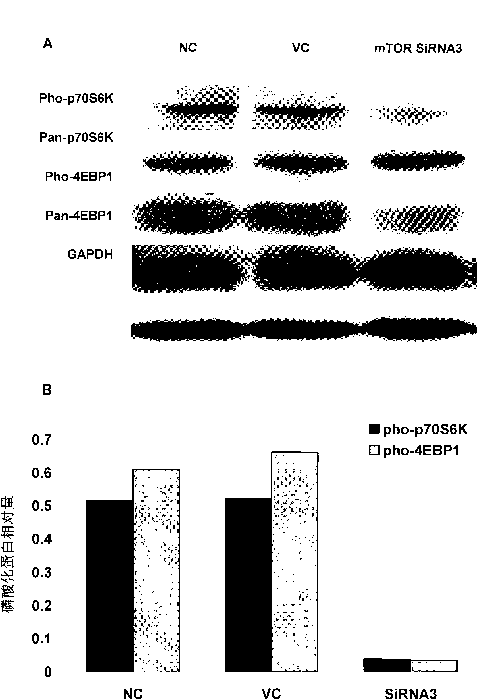 Application of small interfering RNA in preparing medicament for treating colon cancer