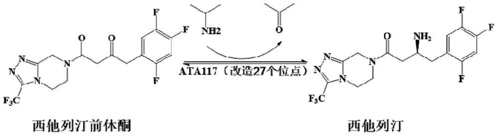 Recombinant r-ω-transaminase, mutant and its application in asymmetric synthesis of sitagliptin