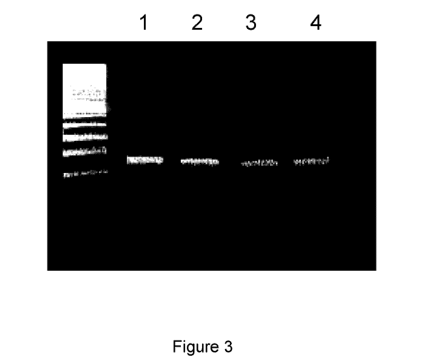 Method for the detection of gene transcripts in blood and uses thereof