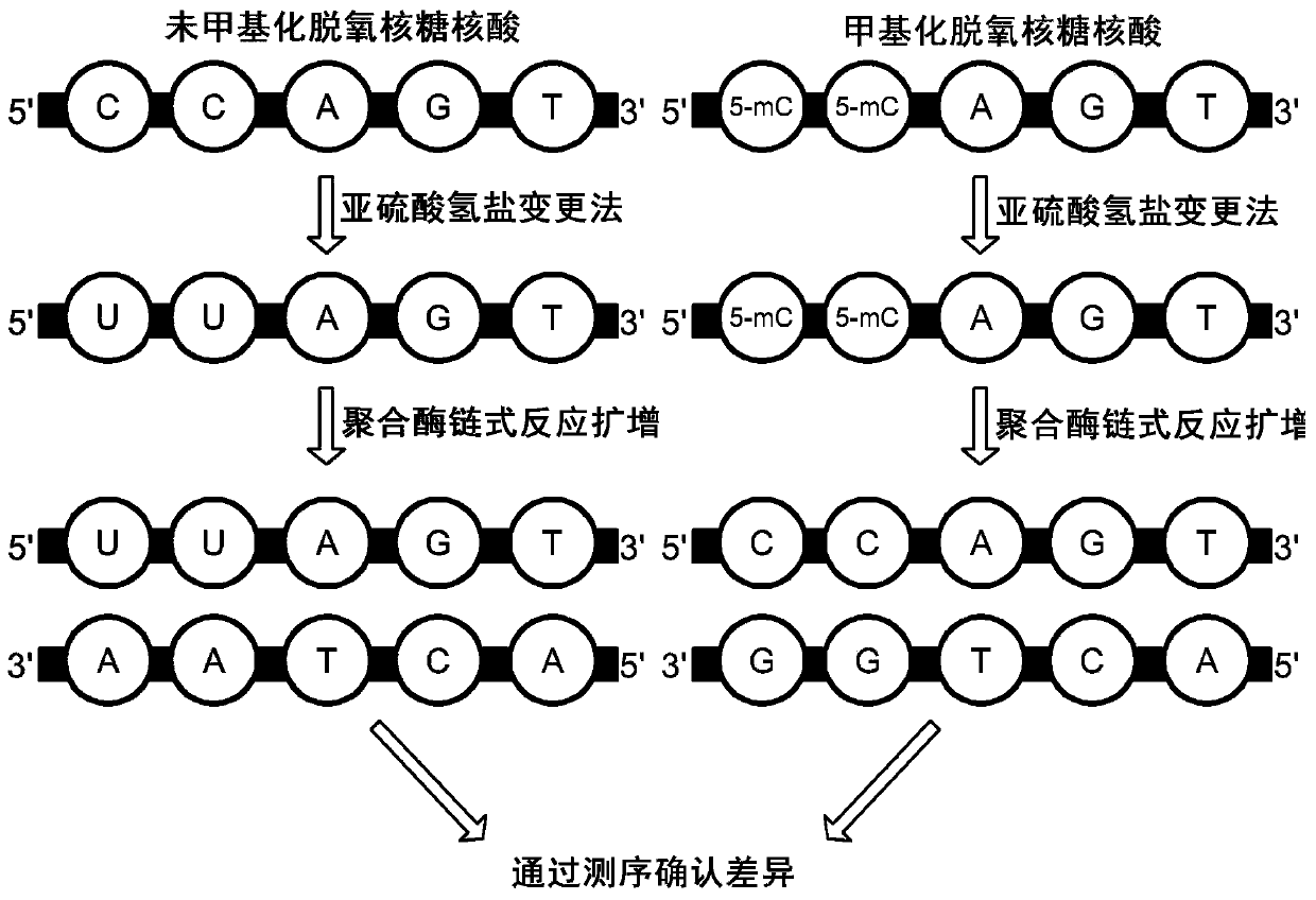 DNA analysis method and DNA analysis apparatus using terahertz wave