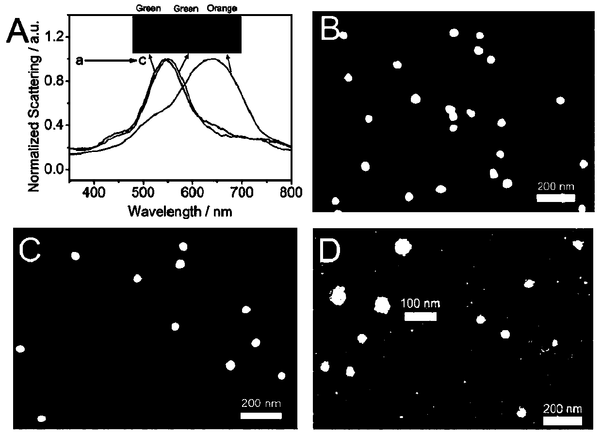 PARP-1 single particle detection method based on dark field scattering imaging