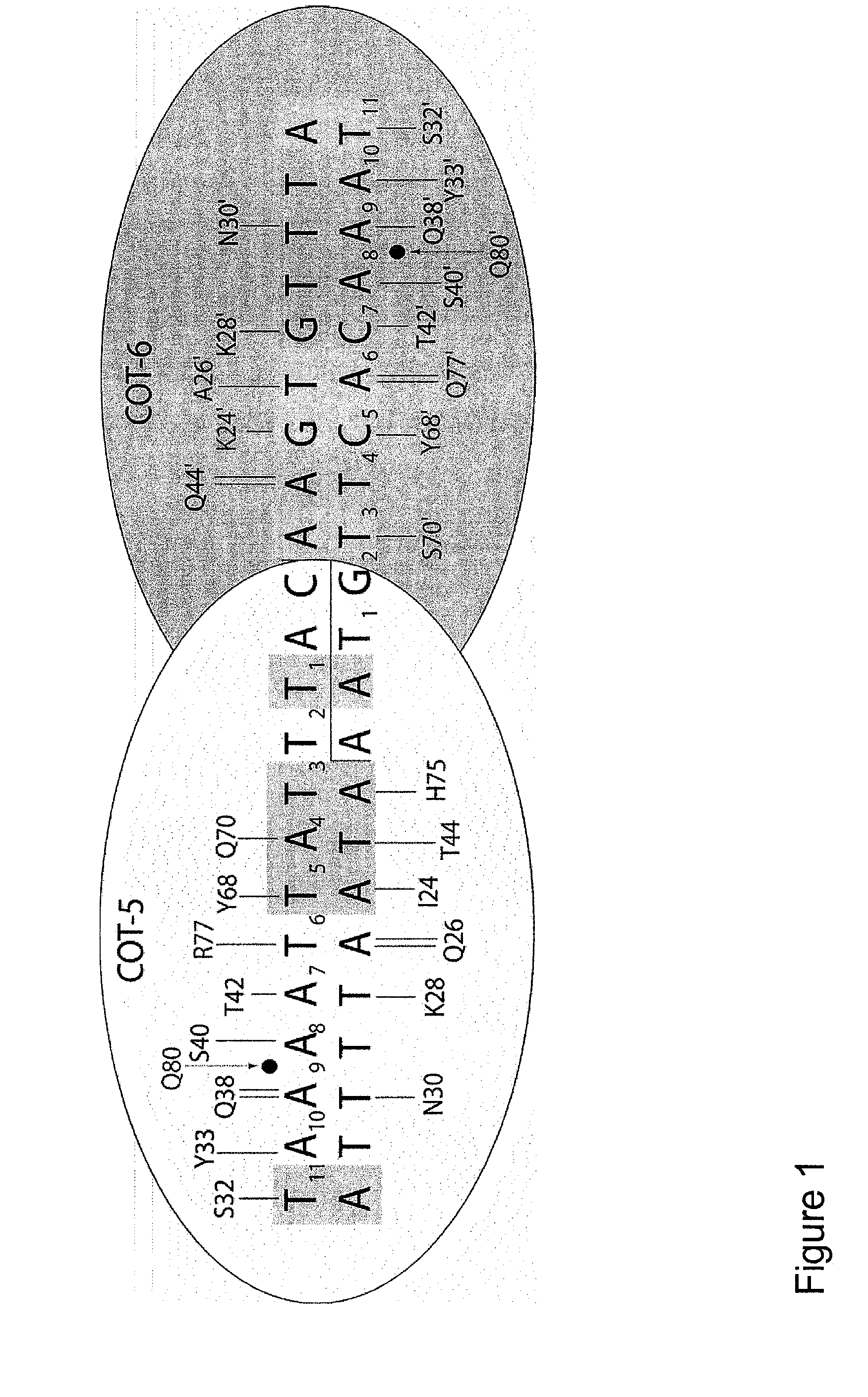 Methods and means to modify a plant genome