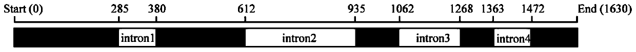 Gene related to dormancy release of flower bulbs, and application thereof