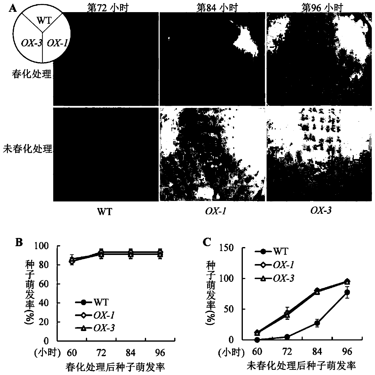 Gene related to dormancy release of flower bulbs, and application thereof