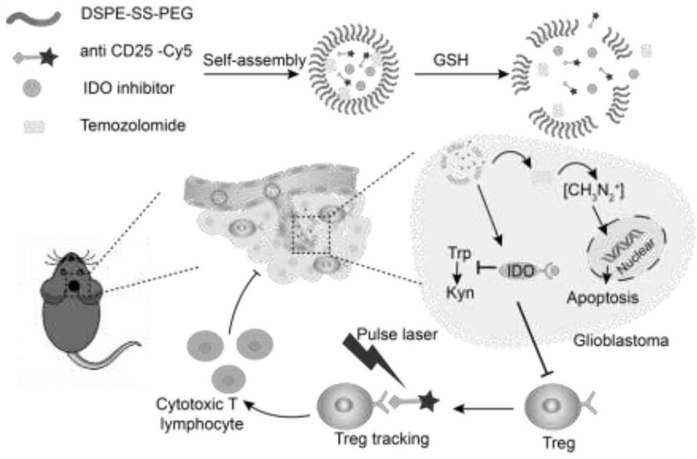 Multifunctional targeting molecular probe for detecting Treg cells in living tumor microenvironment and application thereof