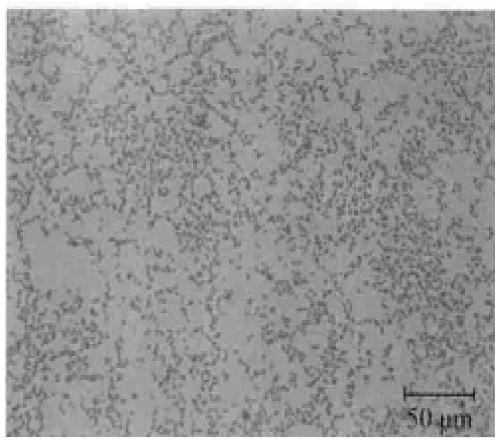 A kind of marine oil degrading bacteria, bacteria agent and application thereof