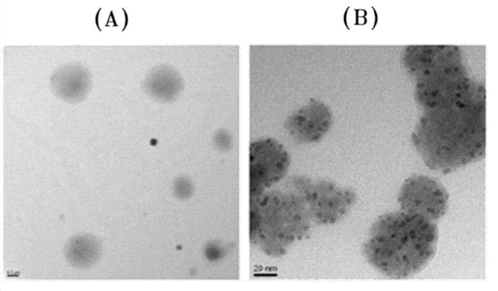 Solid lipid nanoparticles including elastin-like polypeptides and use thereof