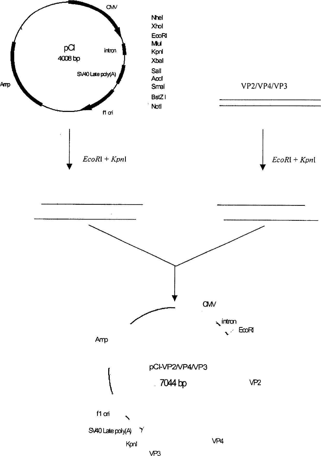 Infectious bursal disease virus (IBDV) polyprotein gene (VP2/VP4/VP3) eukaryon expressing plasmid and DNA vaccine