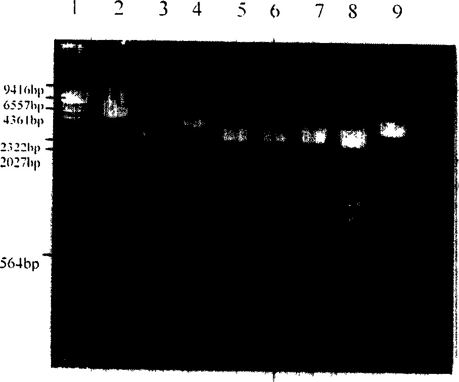 Infectious bursal disease virus (IBDV) polyprotein gene (VP2/VP4/VP3) eukaryon expressing plasmid and DNA vaccine