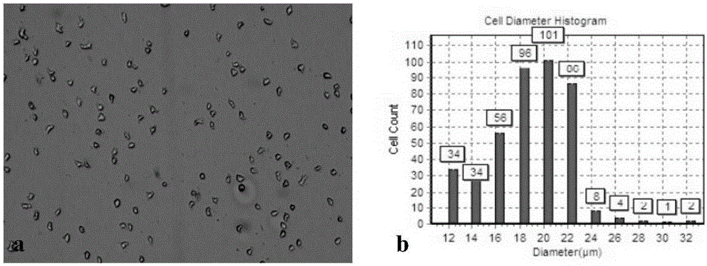 Stem cell preparation as well as preparation method and application thereof