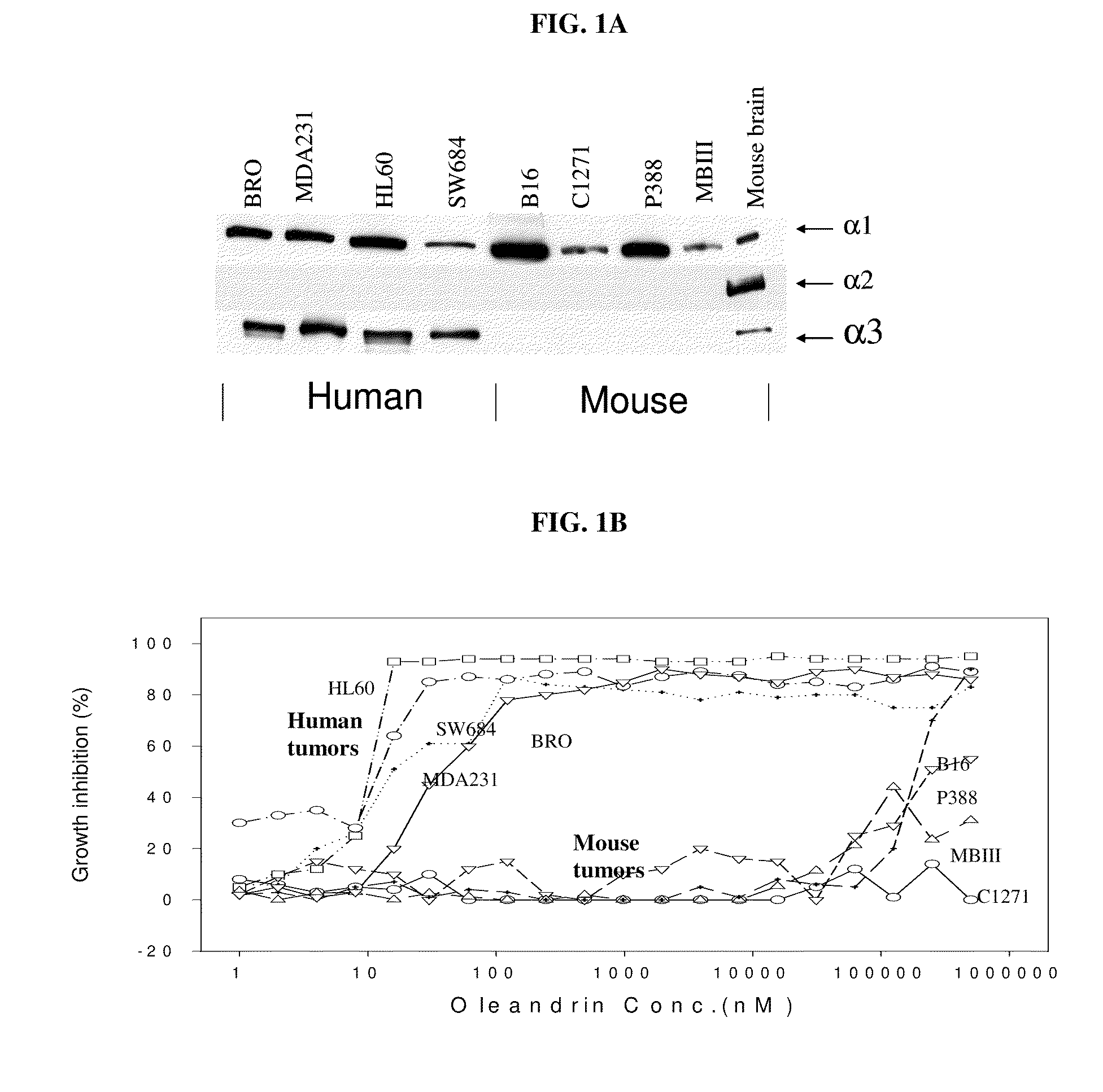 Method of determining the probability of a therapeutic response in cancer chemotherapy with cardiac glycoside