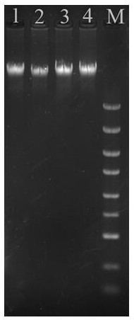 Kit for rapidly extracting gram-negative bacterium genome DNA and extraction method