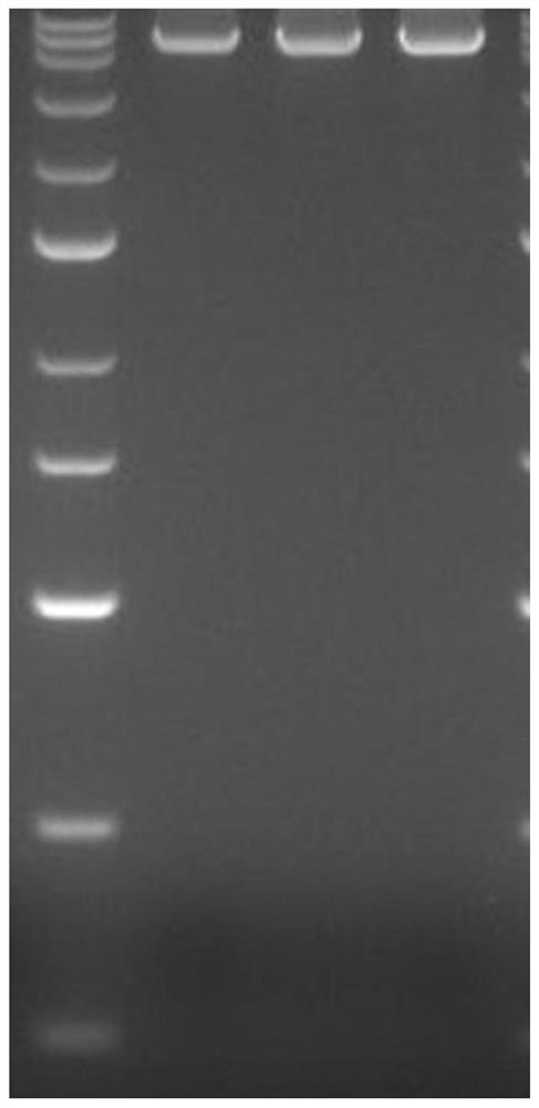 Application of rice ACCase mutant gene and protein thereof in plant herbicide resistance