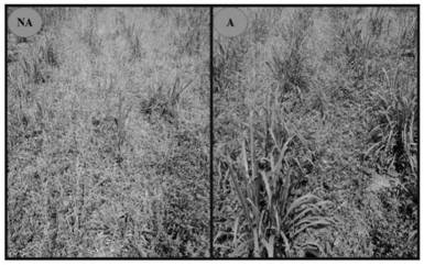 Method for no-tillage remediation of heavy metal polluted farmland through intercropping of pennisetum purpureum and astragalus sinicus