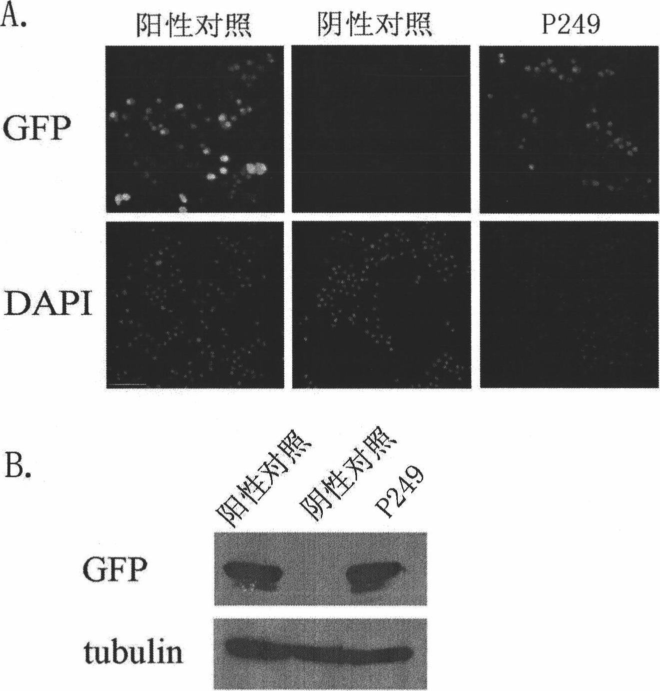 Universal strong promoter among species derived from white spot syndrome virus and application thereof