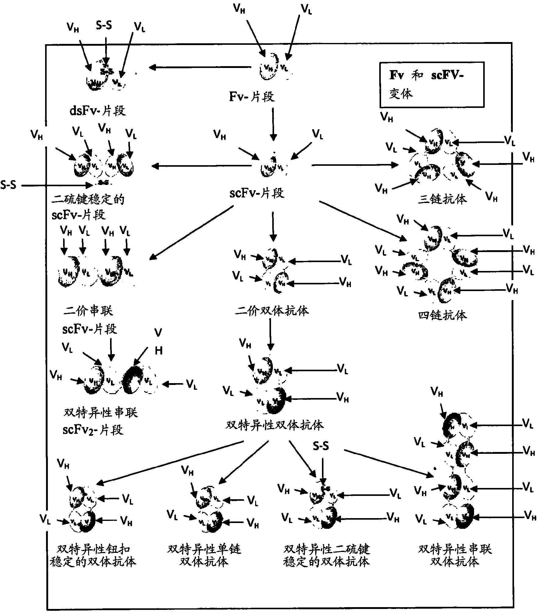 Anti-Adrenomedullin (ADM) antibody or anti-ADM antibody fragment or an anti-ADM non-Ig protein scaffold for use in therapy