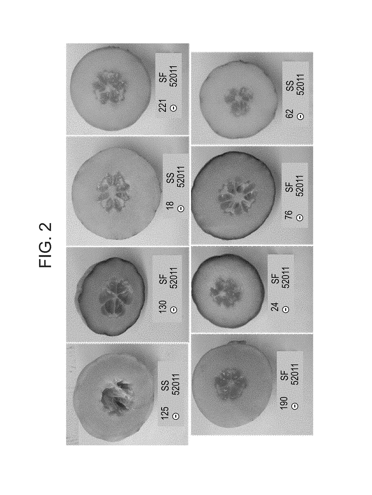 Melon plants with enhanced fruit yields