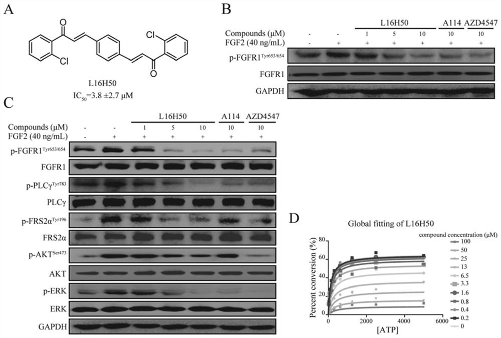 A kind of non-ATP competitive FGFR1 inhibitor and its application