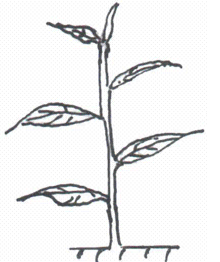 Method for controlling crown growth of peach tree by using inter stocks