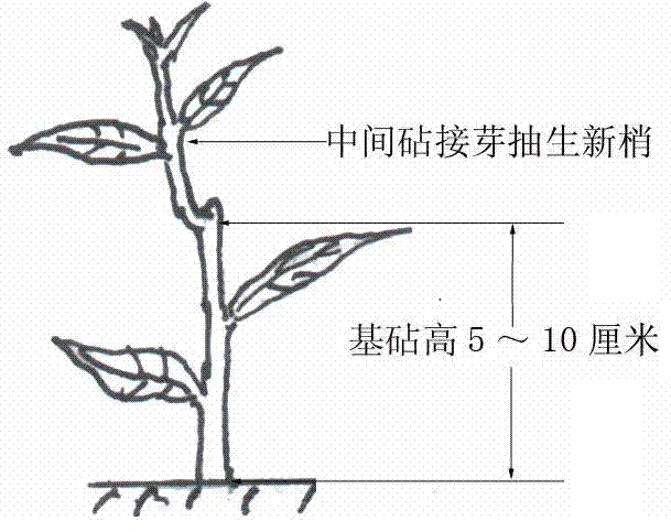 Method for controlling crown growth of peach tree by using inter stocks