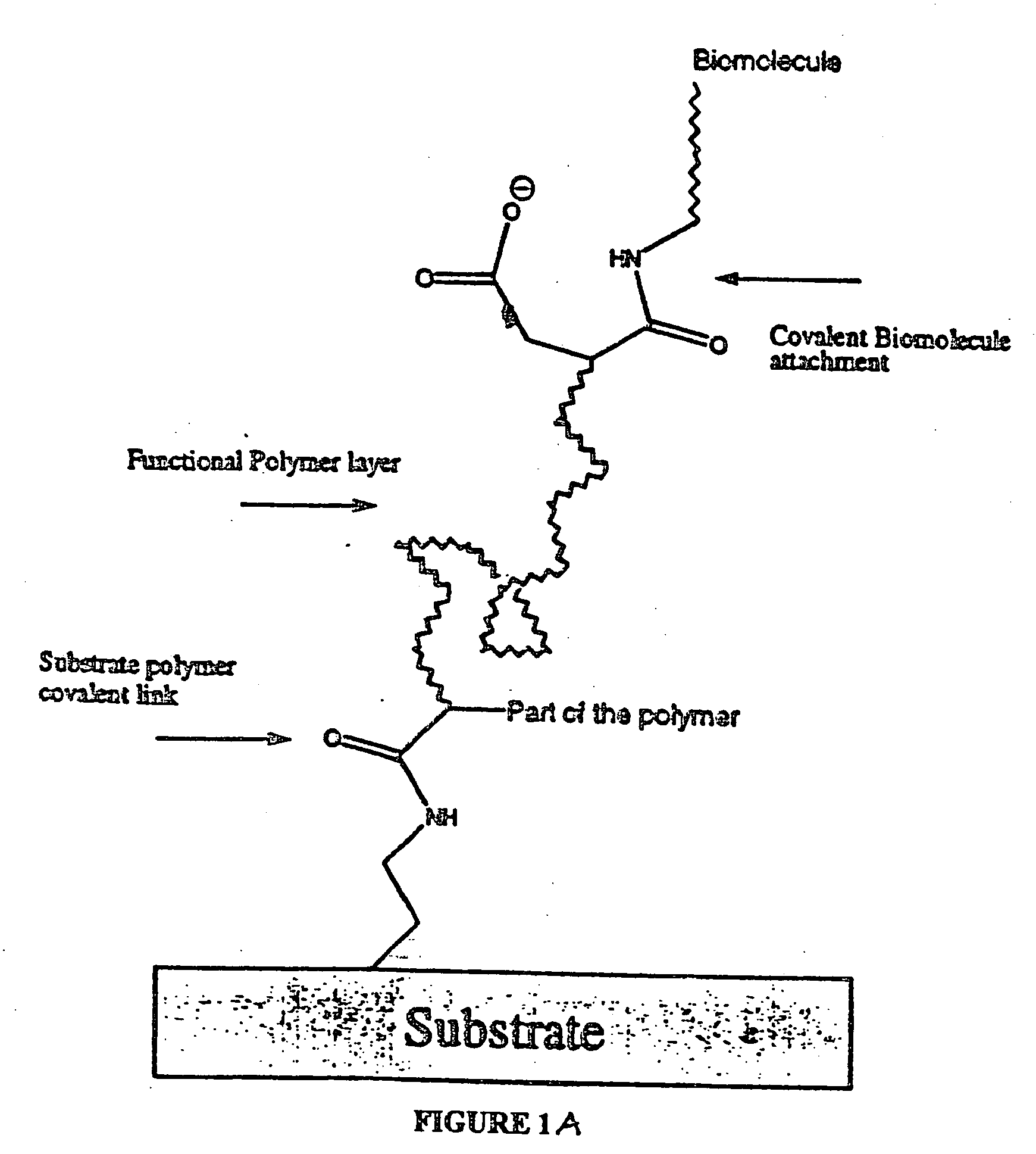 Polymer-coated substrates for binding biological molecules