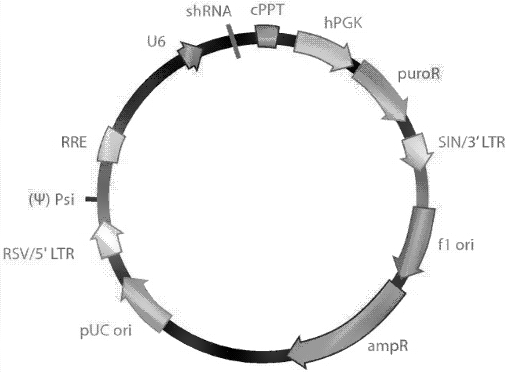 Method for preparing plasmocyte and plasmocytes obtained by method