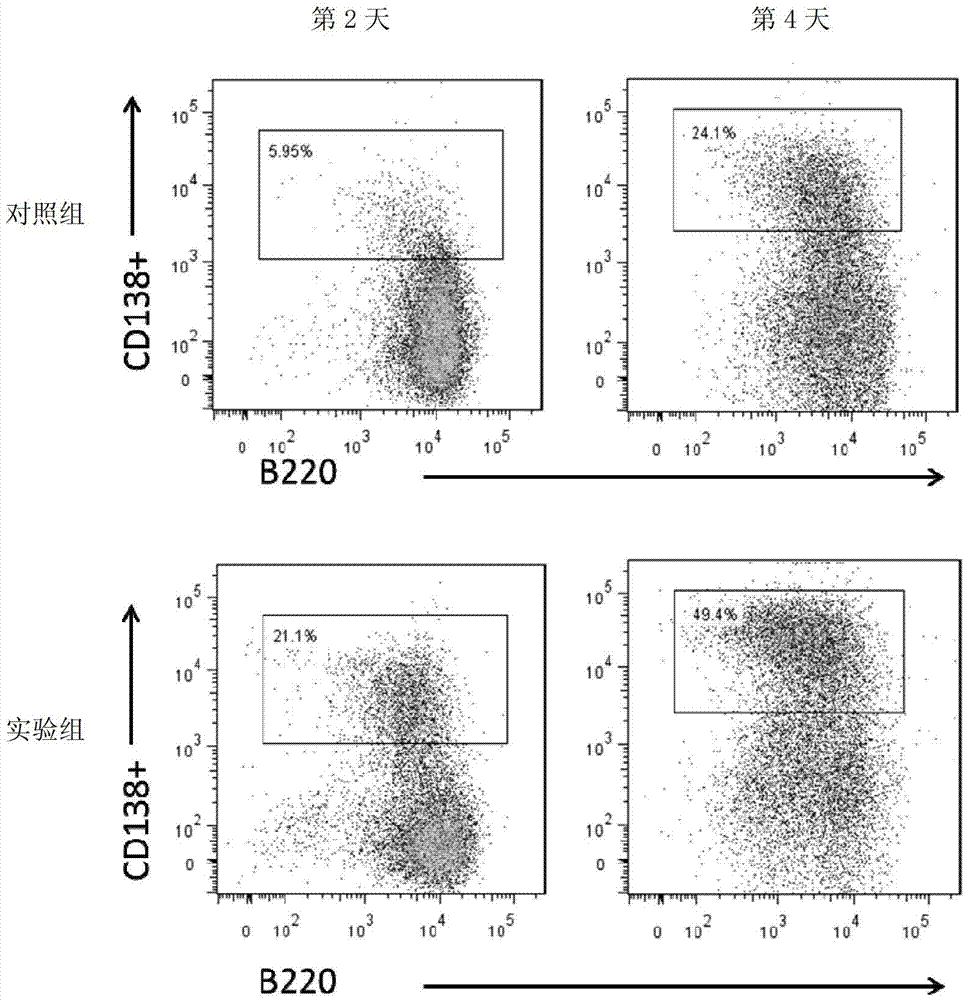 Method for preparing plasmocyte and plasmocytes obtained by method