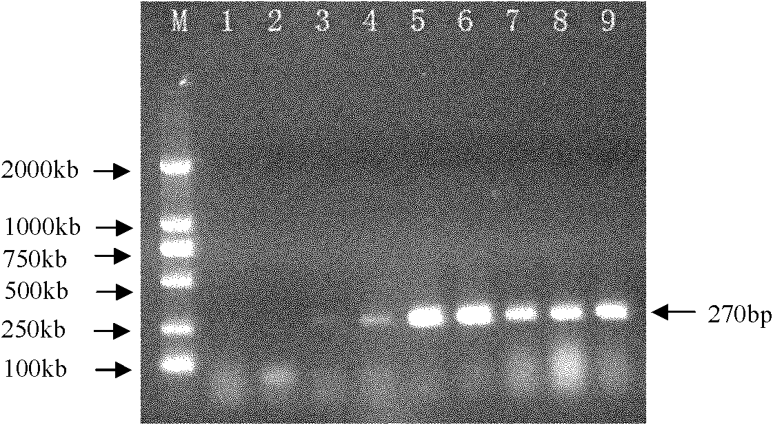 Method for producing potato virus A (PVA)-free seedling by utilizing variable temperature virus elimination technology