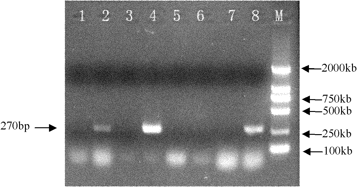 Method for producing potato virus A (PVA)-free seedling by utilizing variable temperature virus elimination technology