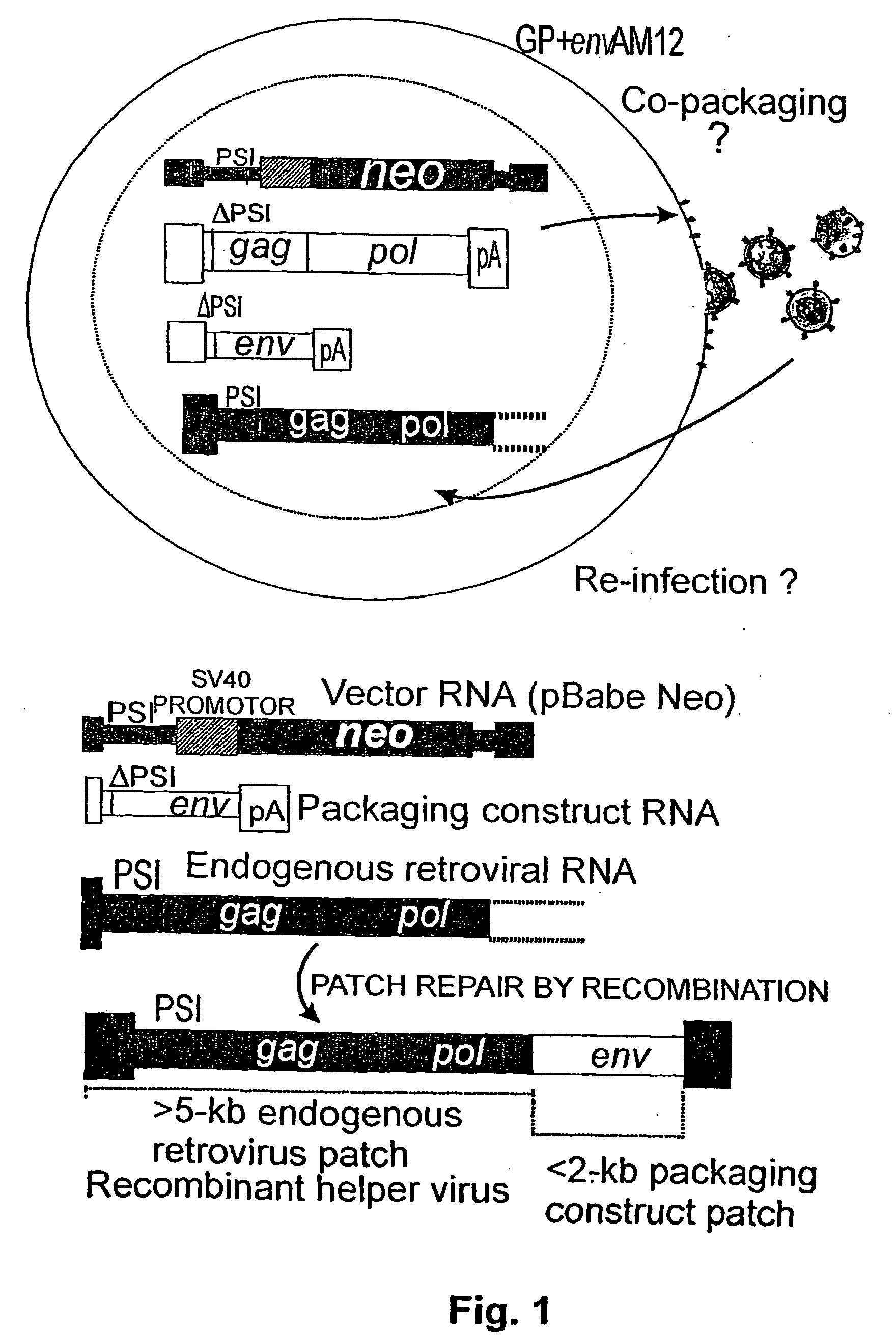 Vectors for gene therapy