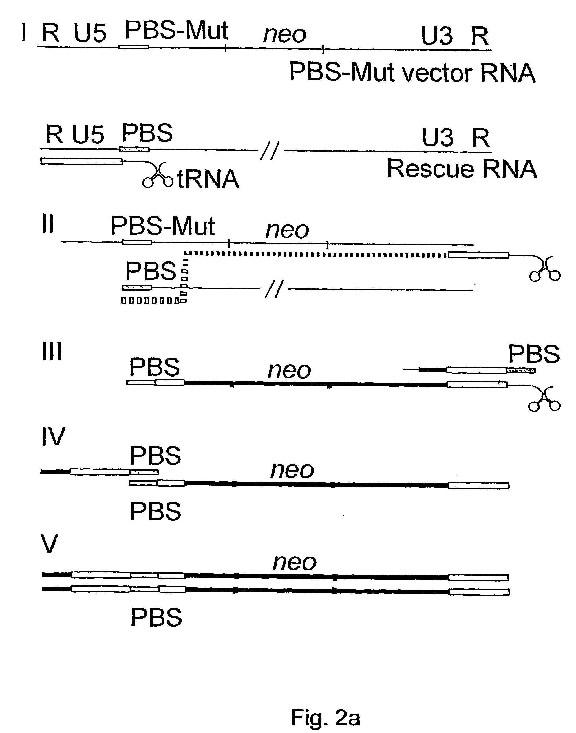 Vectors for gene therapy