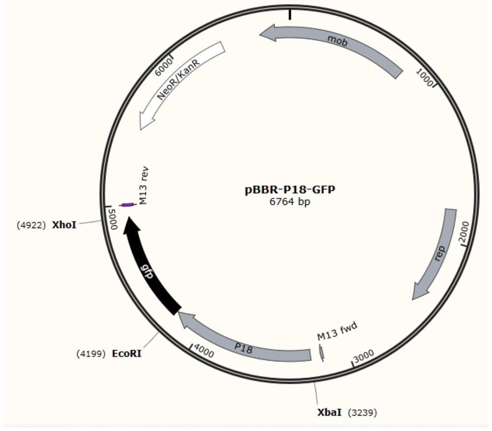 The strong promoter derived from the cohesin bacteria and its plasmid vector and application