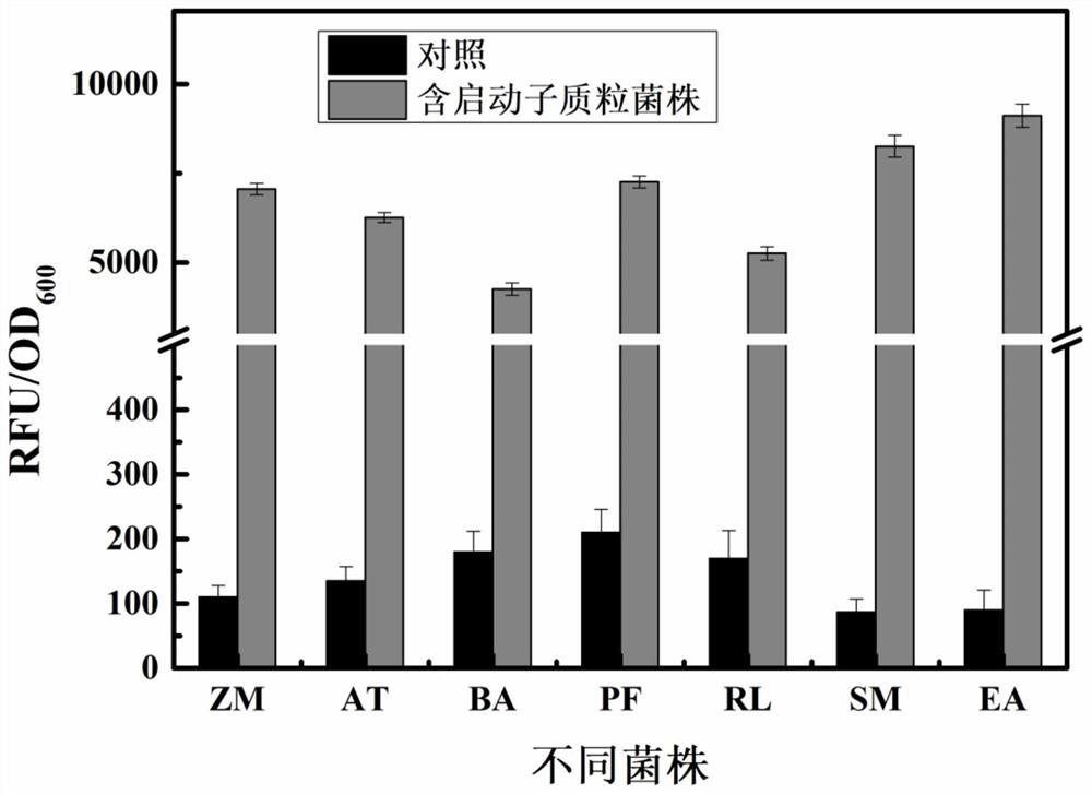 The strong promoter derived from the cohesin bacteria and its plasmid vector and application