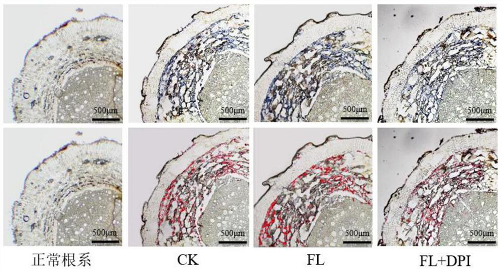 Active oxygen rapid staining positioning method for plant root system