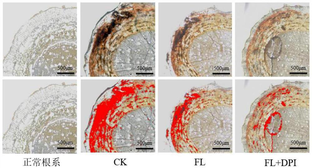 Active oxygen rapid staining positioning method for plant root system