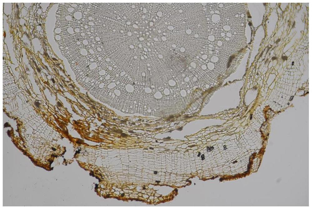 Active oxygen rapid staining positioning method for plant root system