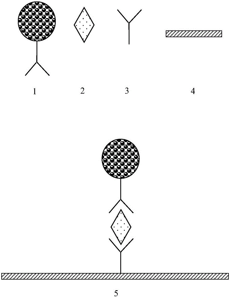 Cup type time-resolved fluorescence BNP analysis method and reagent kit based on microspheres