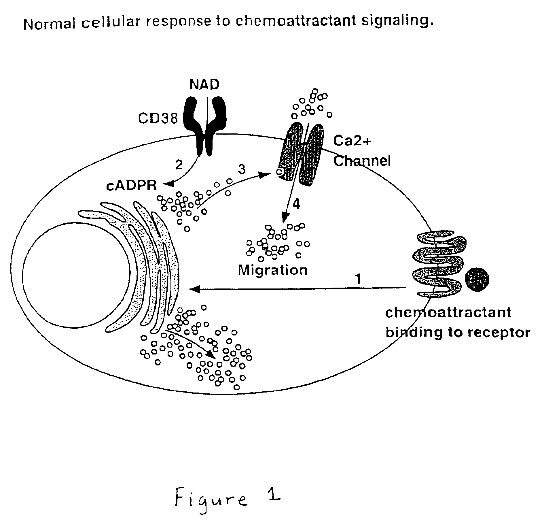 Methods for identifying compounds that inhibit CD38 activity