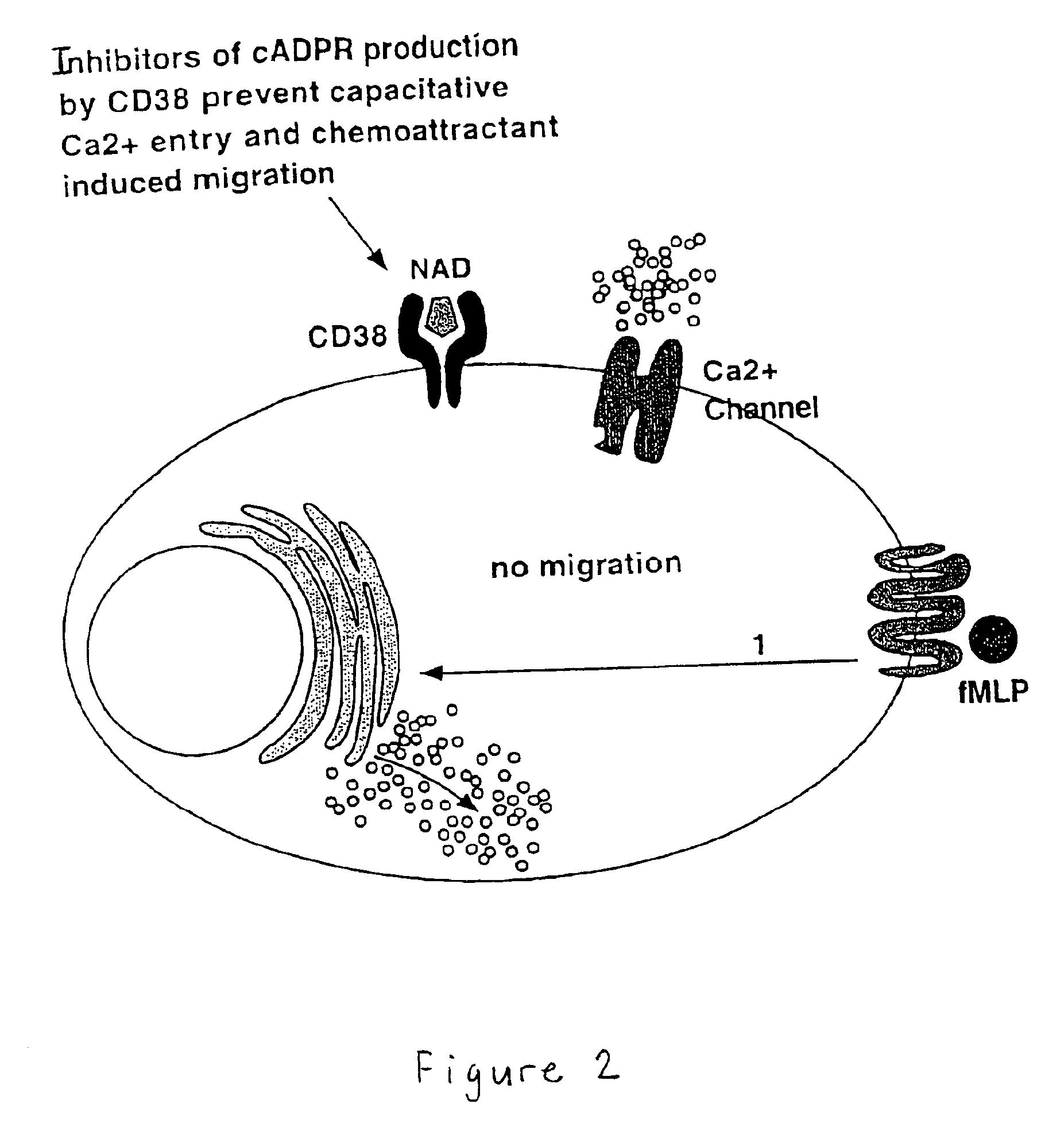 Methods for identifying compounds that inhibit CD38 activity