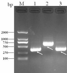 Chilo venosatus walker ecdysis regulation transcription factor cDNA and cloning method and recombinant application thereof